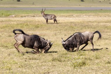 African wildebeests fighting clipart