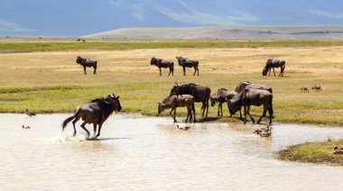 sulama, wildebeest