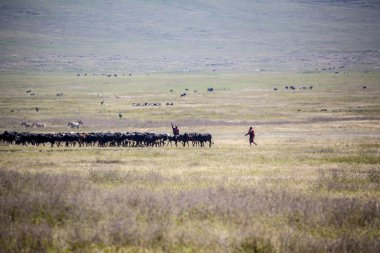Afrika insan herding buffalos