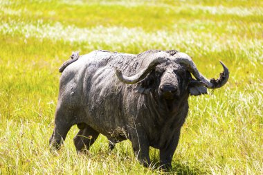 Afrika Cape buffalo