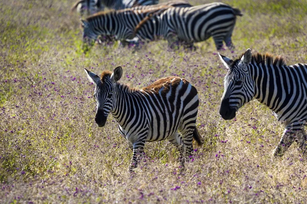 Zebror i tanzania — Stockfoto