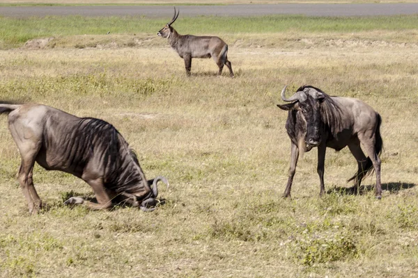 Wildebeest in the Serengeti, Tanzania — Stock Photo, Image