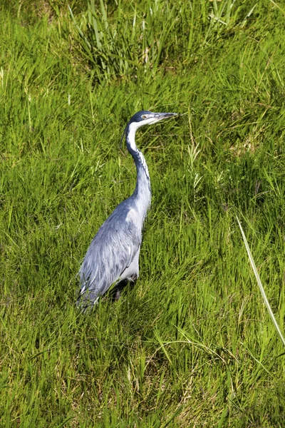 Grey heron on green grass — Stock Photo, Image