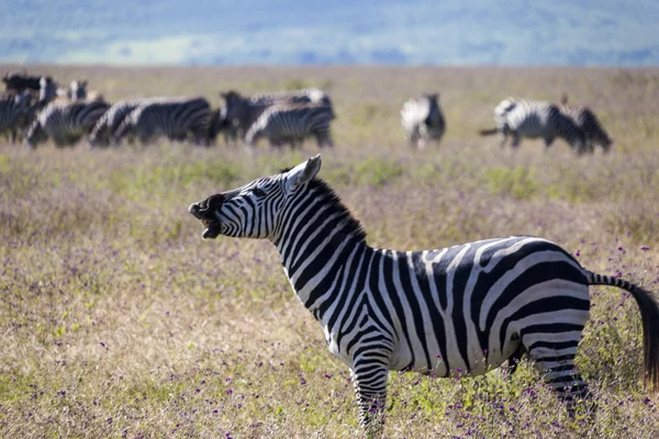 Zebras In Tanzania — Stock Photo, Image