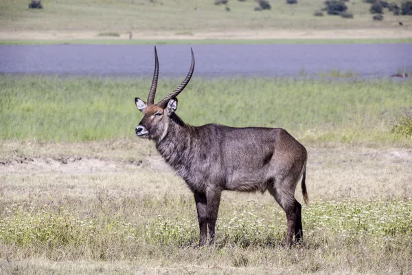 Wild antelope standing on the grass — Stock Photo, Image