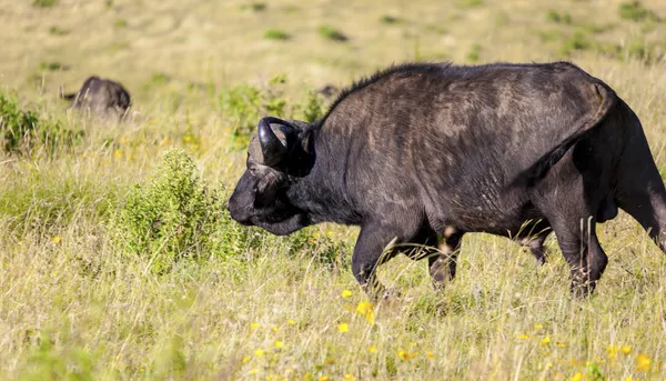 Cape Buffalo In Africa — Stock Photo, Image