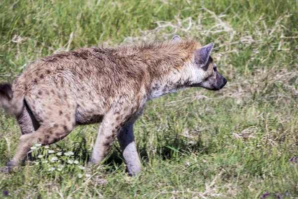 Hiena w Afryka serengeti, tanzania, — Zdjęcie stockowe
