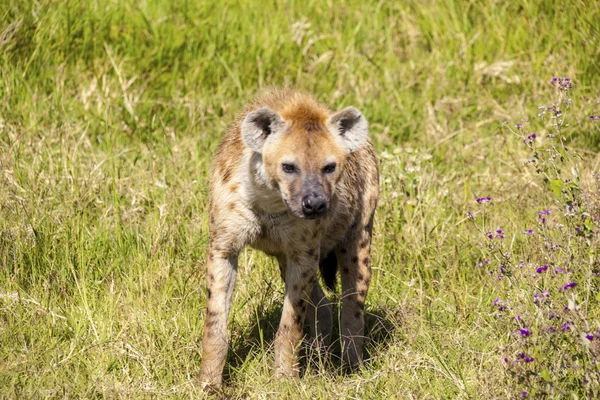 Hiena w Afryka serengeti, tanzania, — Zdjęcie stockowe