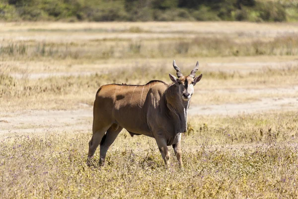 Prachtige impala in de wildernis — Stockfoto