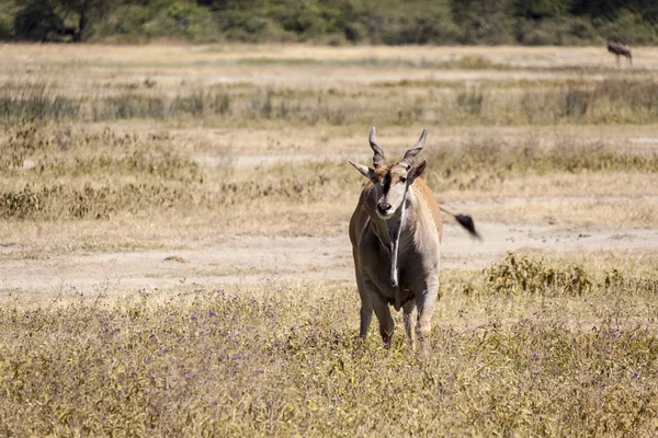 Indah impala di padang gurun — Stok Foto