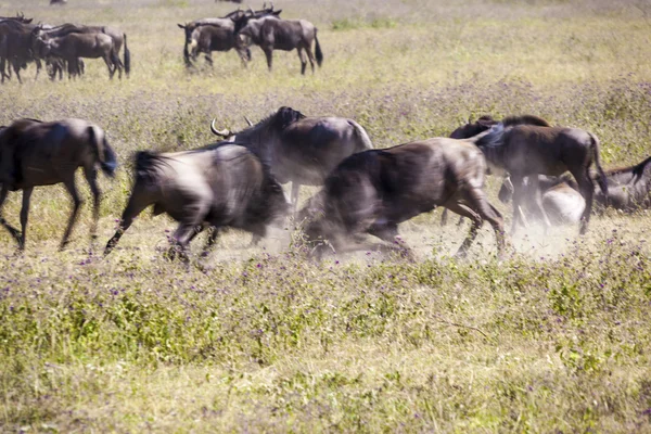 Wildebeest fight — Stock Photo, Image