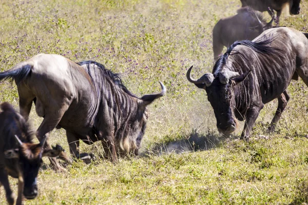 Wildebeest fight — Stock Photo, Image