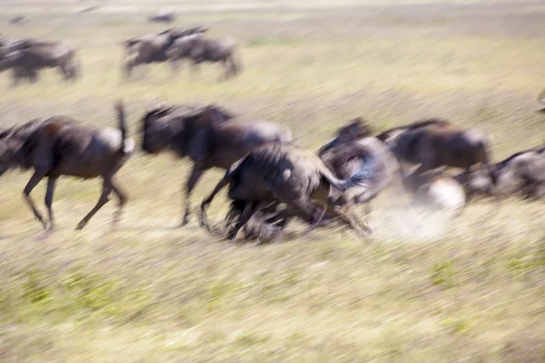 Wildebeest fight — Stock Photo, Image