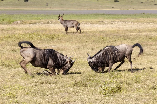 African wildebeests fighting — Stock Photo, Image