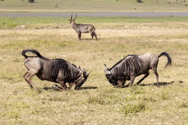 Los ñus africanos pelean —  Fotos de Stock