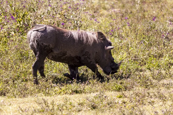 Wildschweine fressen Gras — Stockfoto