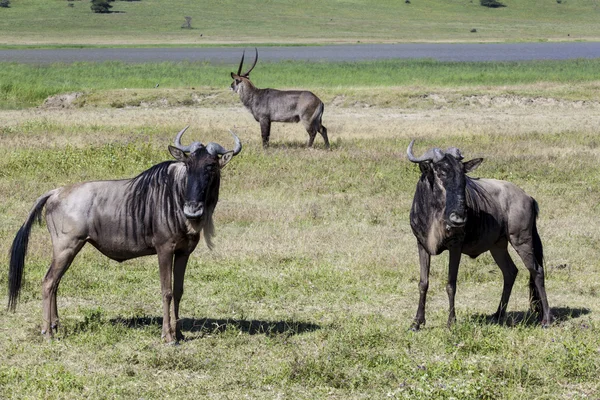 Gnoe in de serengeti, tanzania — Stockfoto