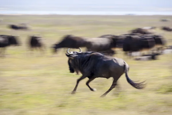 GNÚ-a Serengeti Tanzánia — Stock Fotó