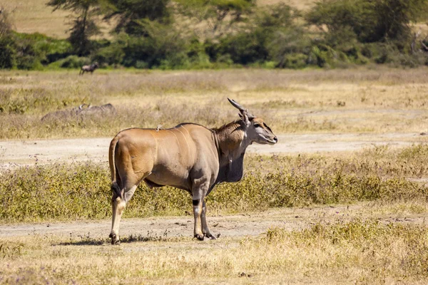 Portret van een impala in de wildernis — Stockfoto