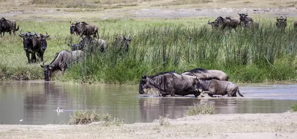 Wildebeest at the watering — Stock Photo, Image