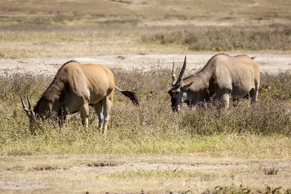 Grazing Impalas en el desierto —  Fotos de Stock