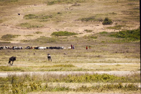 Grazing Animals — Stock Photo, Image