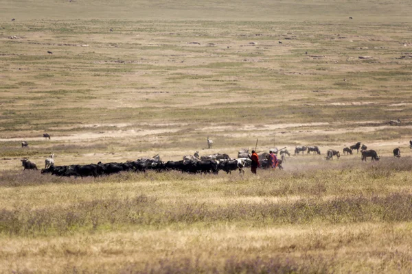 Vacche da pastore africane — Foto Stock