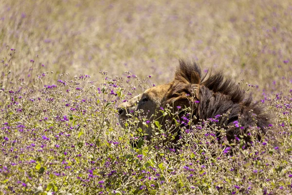 荒野の中で隠れているライオン — ストック写真