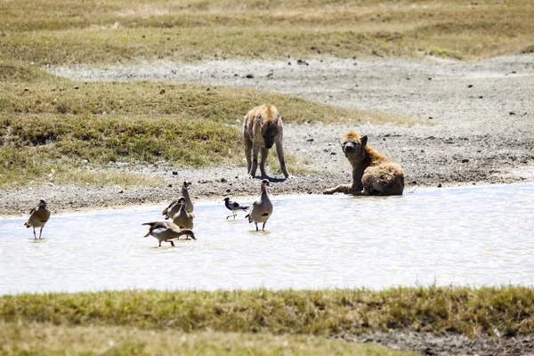 Hyena di Taman Nasional Serengeti, Tanzania, Afrika — Stok Foto