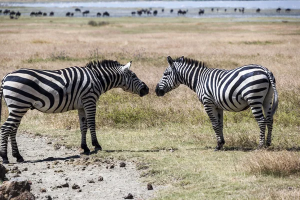 Zebra's in serengeti national park — Stockfoto