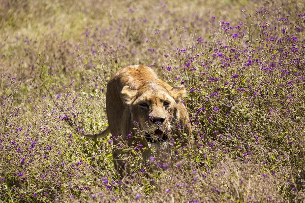 Vahşi doğadaki aslan. — Stok fotoğraf