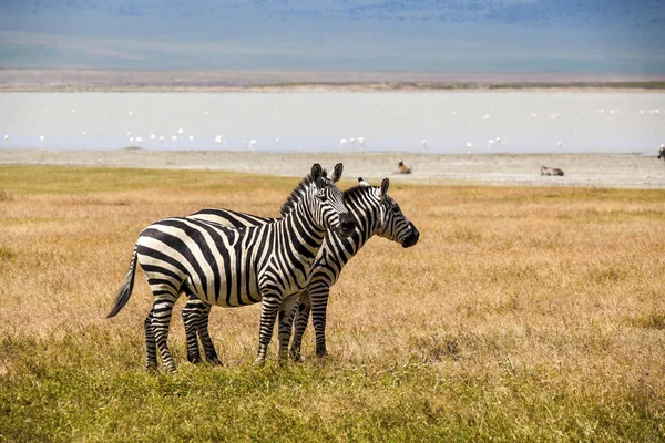 Zebra's in serengeti national park — Stockfoto