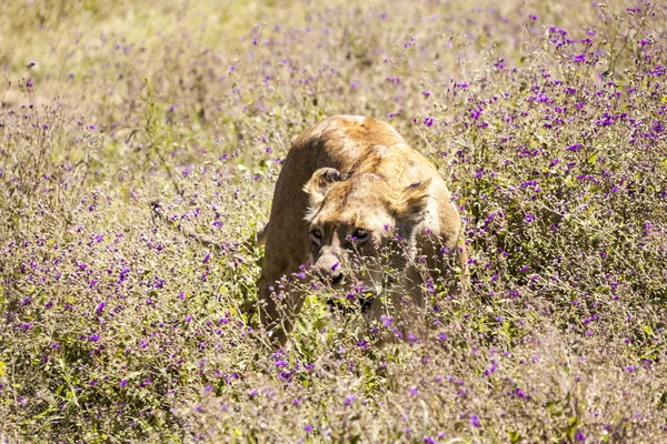 自然の中でライオンは — ストック写真
