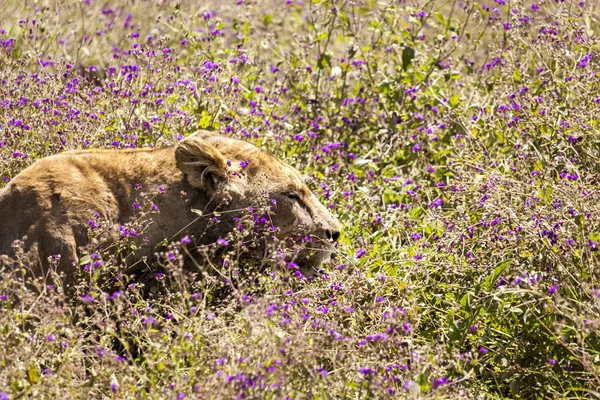 Vahşi doğadaki aslan. — Stok fotoğraf