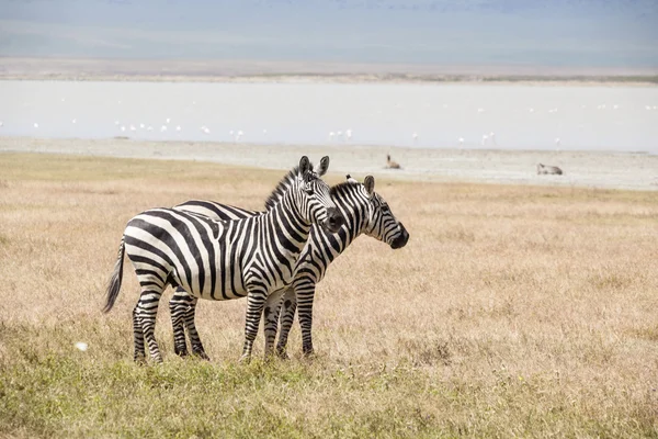 Zebras no Parque Nacional Serengeti — Fotografia de Stock