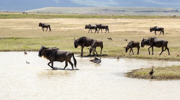 Wildebeest at the watering — Stock Photo, Image