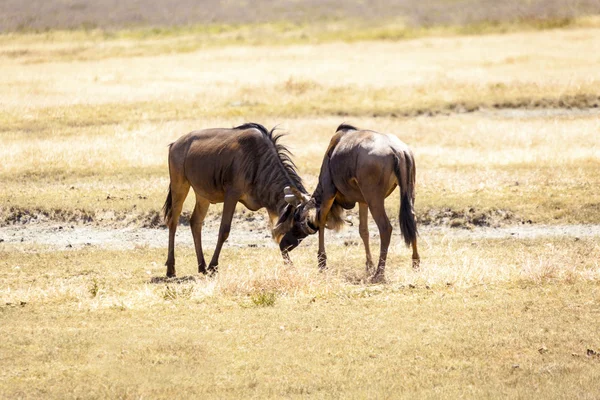 Fighting Impalas In Tanzania — Stock Photo, Image