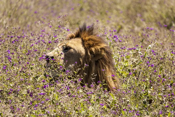 Mężczyzna lew na pustyni — Zdjęcie stockowe