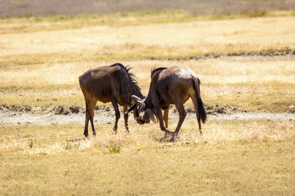 Wildebeest fight — Stock Photo, Image