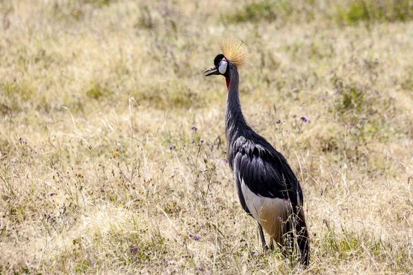 Gekroonde kraan in de graslanden — Stockfoto