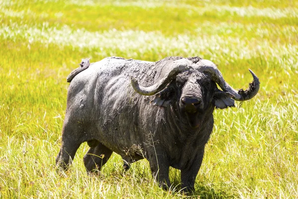 Cape buffalo v Africe — Stock fotografie