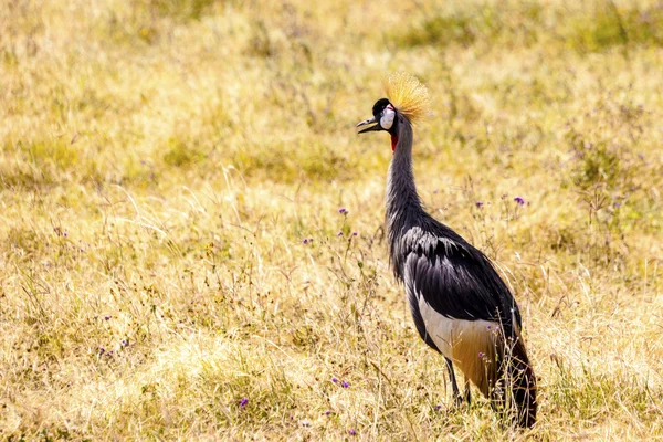 Close-up photo of crowned crane — Stock Photo, Image
