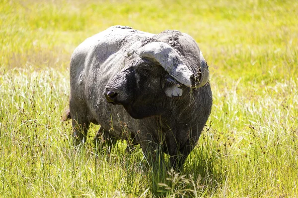 Cape buffalo Afrikában — Stock Fotó