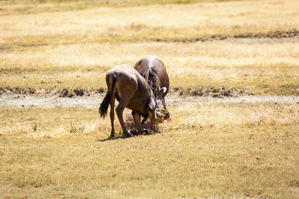 Wildebeest fight — Stock Photo, Image