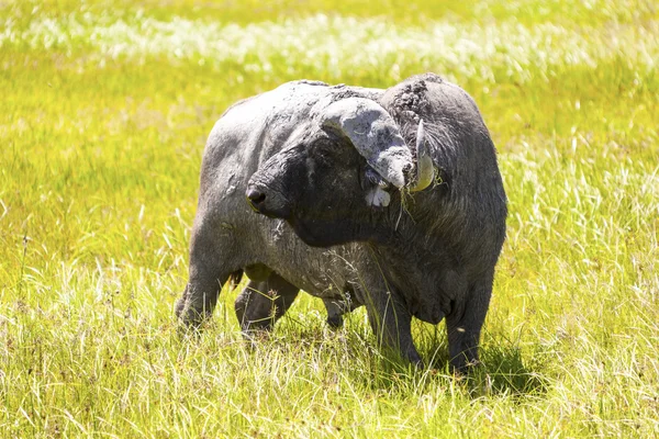 Cape buffalo i Afrika — Stockfoto