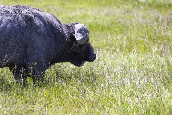 Cape Buffalo In Africa — Stock Photo, Image