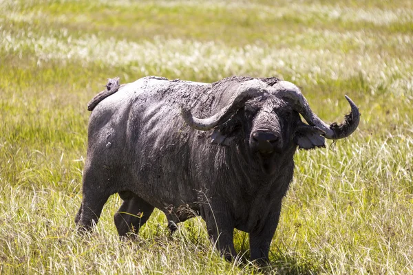 Cape buffalo στην Αφρική — Φωτογραφία Αρχείου