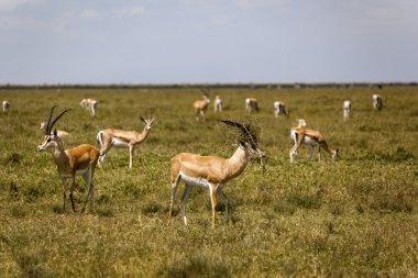 impalas vahşi doğada otlatma
