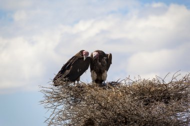 Two griffins sitting in the nest clipart