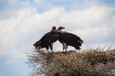 yuvada oturan iki Griffin'ler